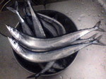 070529c.jpg