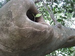 子椿_20070427_99.jpg