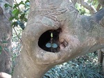 新芽_20070409_89.jpg