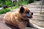 電子メールいとう犬たろう君.jpg