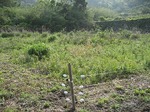 電牧_20070503_99_2.jpg