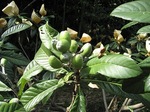 枇杷袋掛け_20070423_99_3.jpg