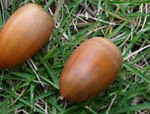FI2463246_3E.jpg