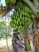 banana.jpg