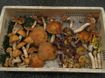 mushroom.jpg