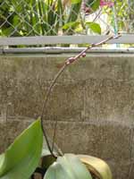 orchid.jpg