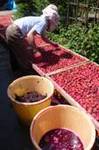 umeboshi.jpg